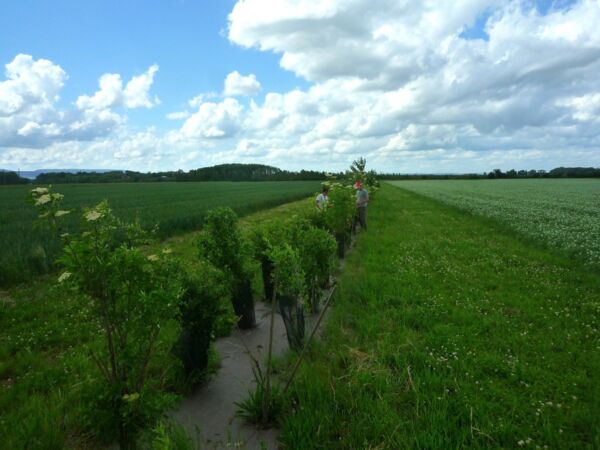 Les plantes de services : quel potentiel pour la r&eacute;gulation des bioagresseurs des cultures ?